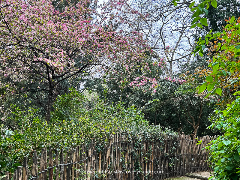 Pale pink and white cherry blossoms in Jardin Anne Frank Pale pink and white cherry blossoms in Jardin Anne Frank