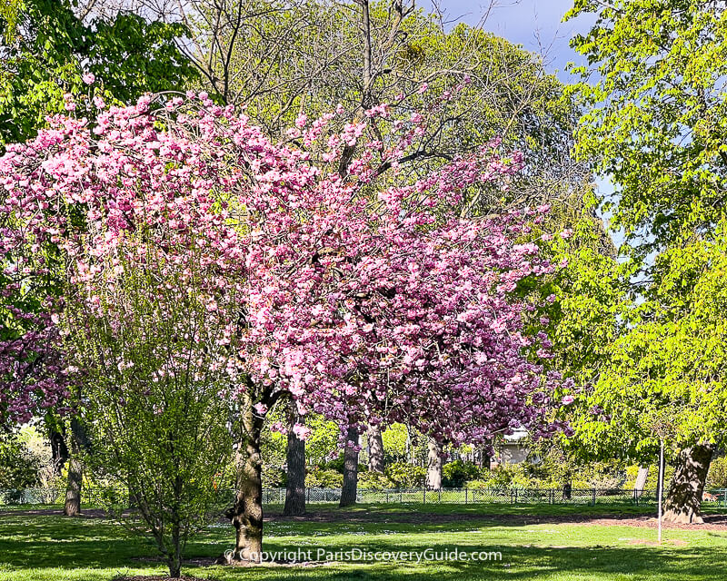 Kwanzan (probably) cherry trees in bloom in Parc de Vincennes