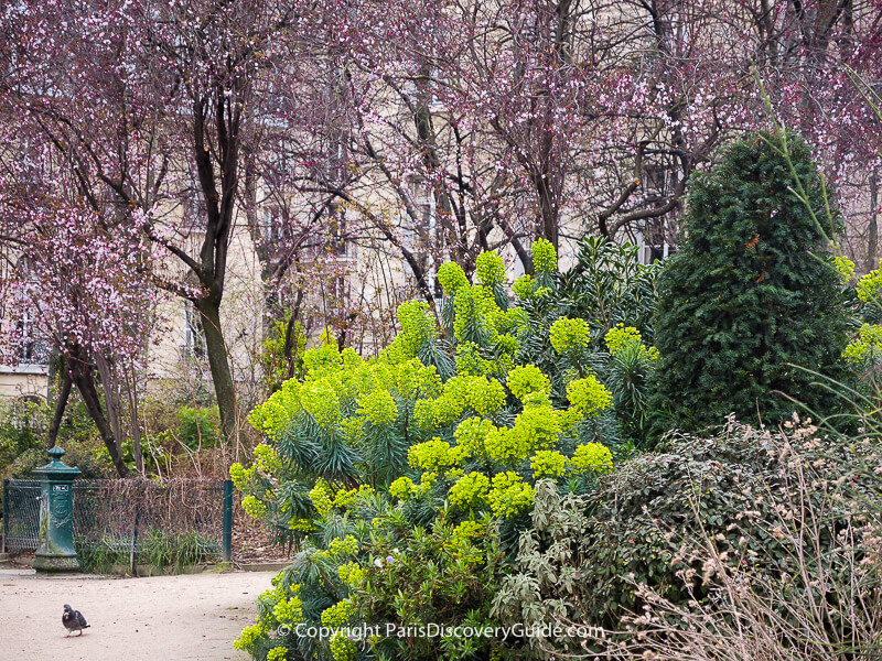 Cherry blossoms photographed on March 4 on Champs de Mars near the Eiffel Tower 