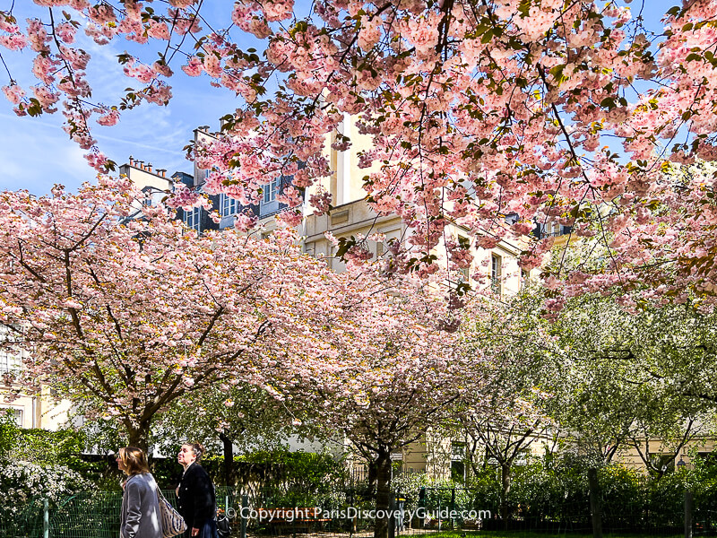Pale pink and white cherry blossoms in Jardin Anne Frank Pale pink and white cherry blossoms in Jardin Anne Frank