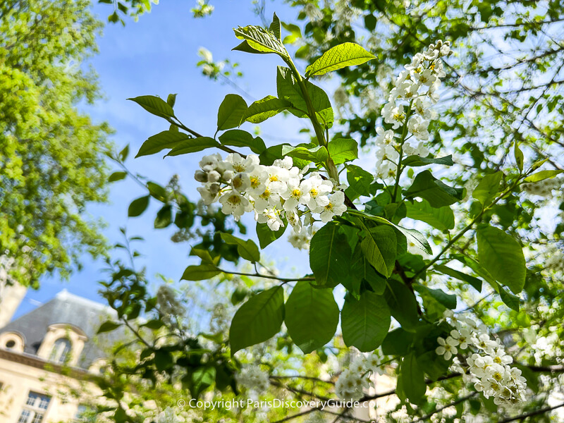 White cherry blossoms in bloom at Jardin des Rosiers in the Marais