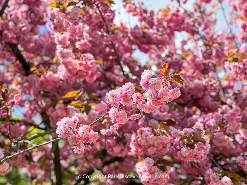 Pink cherry blossoms at Square Jean XXIII photographed in April before the fire