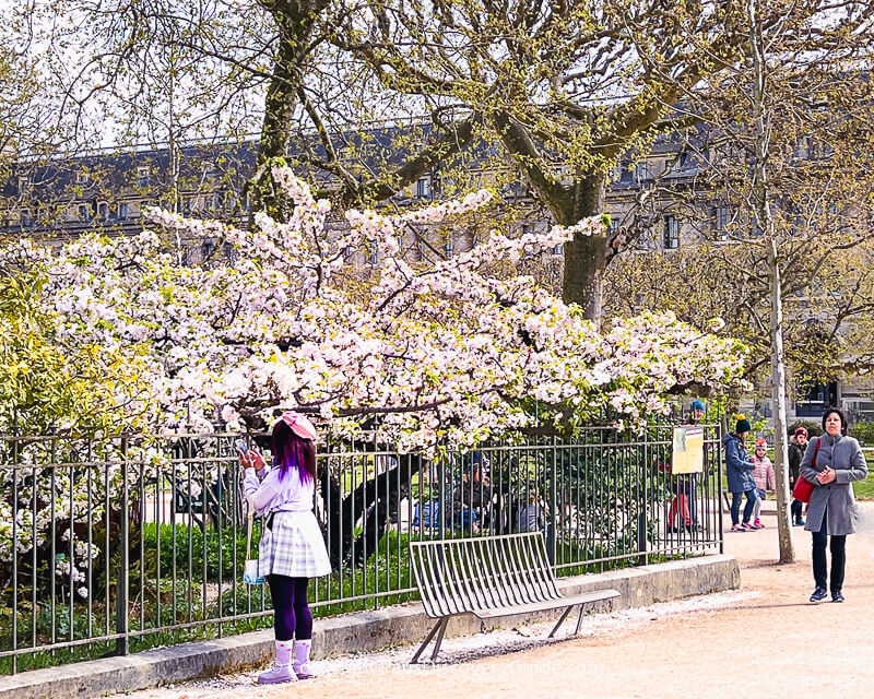 Sprawling cherry tree at Jardin des Plantes