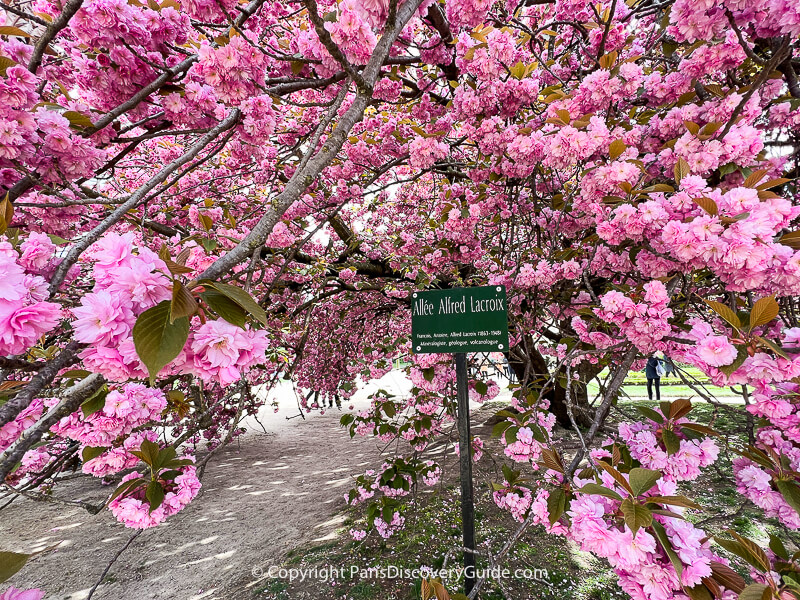 Kwanzan cherry blossoms up close Kwanzan cherry blossoms up close
