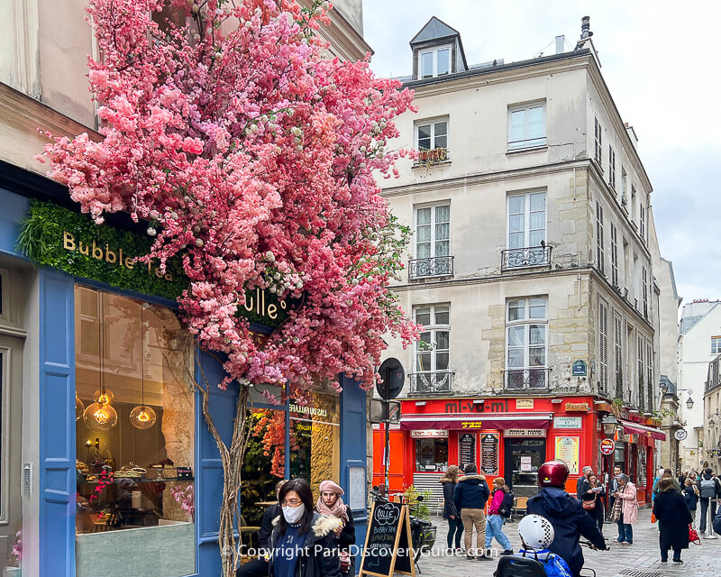 Pale pink and white cherry blossoms in Jardin Anne Frank Pale pink and white cherry blossoms in Jardin Anne Frank