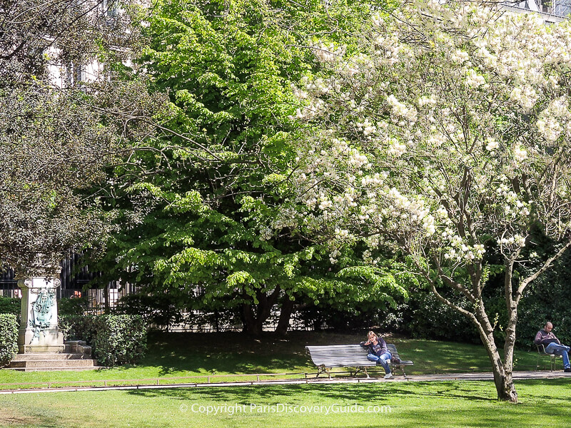 White cherry blossoms in Luxembourg Garden in late April White cherry blossoms in Luxembourg Garden in late April