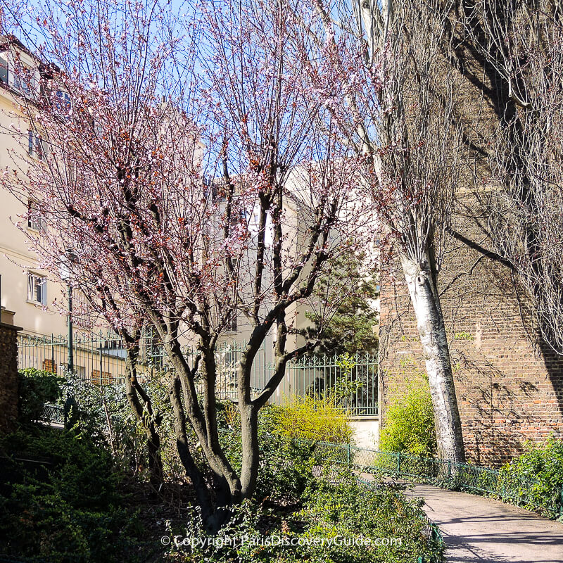 Cherry trees just starting to bloom in early March in Montmartre's Square Suzanne Buisson