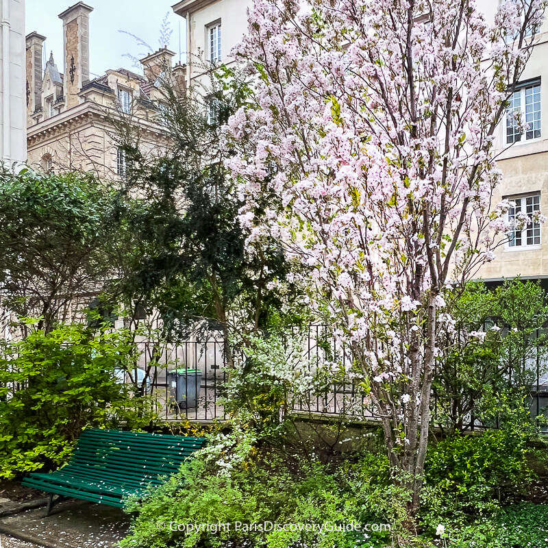 Pale pink cherry tree blooming in Square Marius Constant