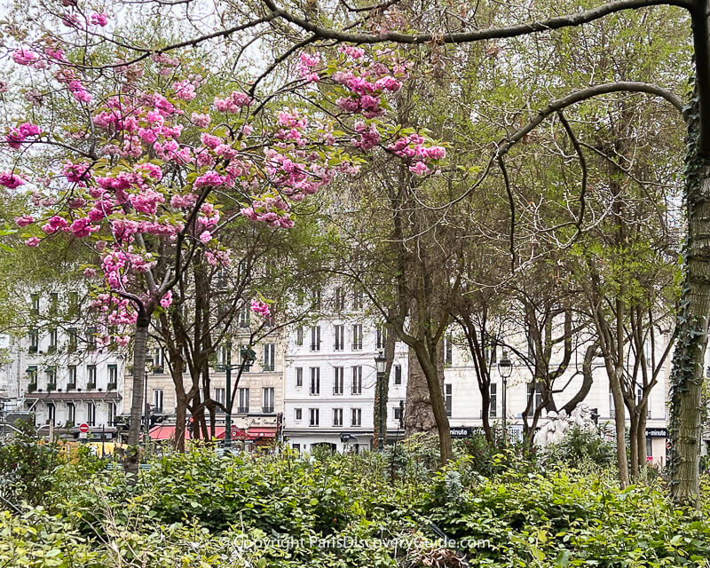 Pale pink and white cherry blossoms in Jardin Anne Frank Pale pink and white cherry blossoms in Jardin Anne Frank