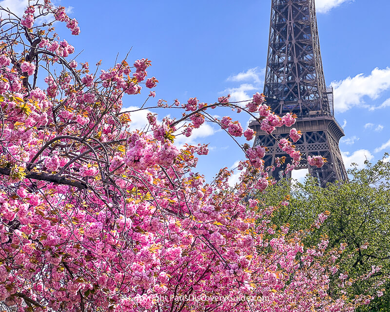 Kwanzan cherry blossoms in Jardins du Trocadéro with the Eiffel Tower in the background