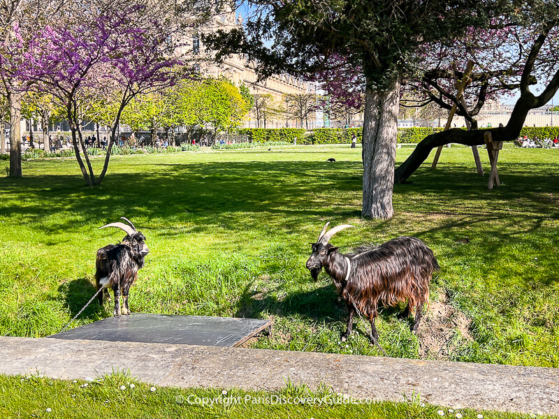 Goats grooming the lawn at Jardin du Tuileries near Musée du Louvre