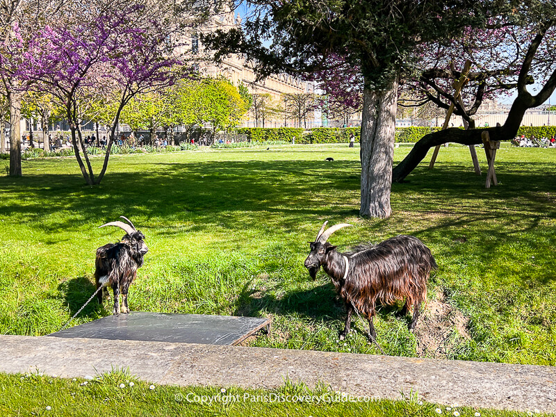 Goats grooming the lawn at Jardin du Tuileries near Musée du Louvre Goats grooming the lawn at Jardin du Tuileries near Musée du Louvre