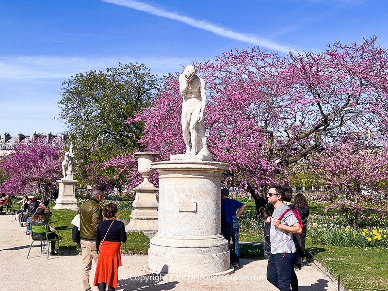 Cherry trees and daffodils blooming in Tuileries Garden Cherry trees and daffodils blooming in Tuileries Garden