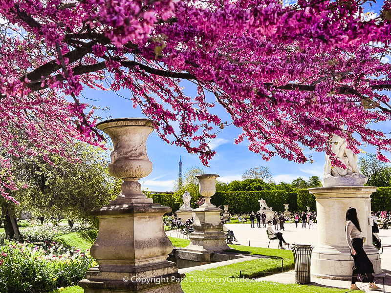 View of the Eiffel Tower framed by cherry blossoms in Jardin du Tuileries 