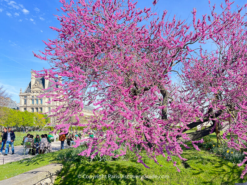 Huge cherry tree blooming in Tuileries Garden near the Louvre Museum