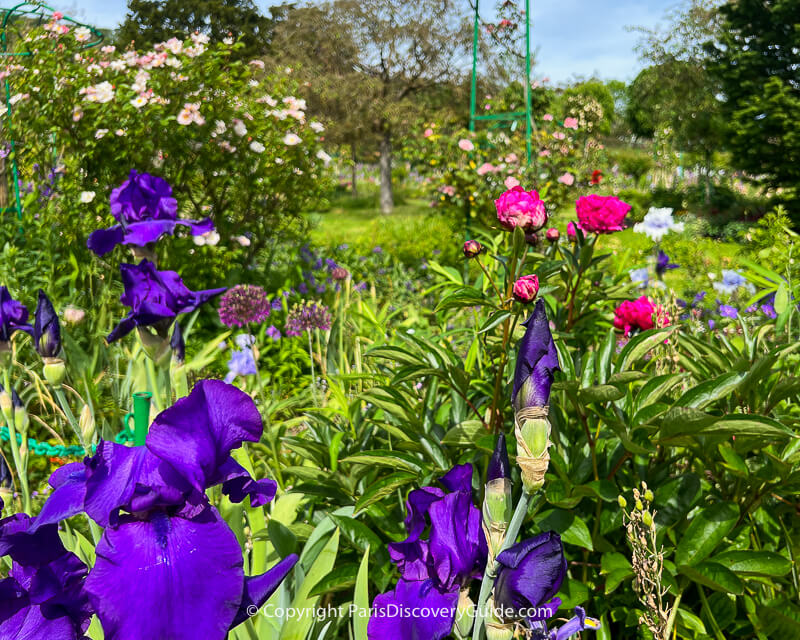 Purple iris and dark pink peonies in bloom in Monet's garden in late May