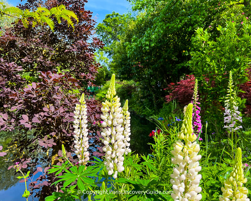 Lupines and foxgloves blooming by Monet's water lily pond  