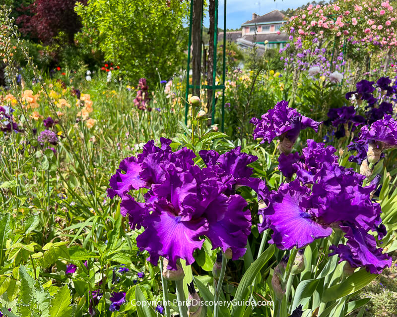 Purple iris and roses blooming in Monet's garden in Giverny
