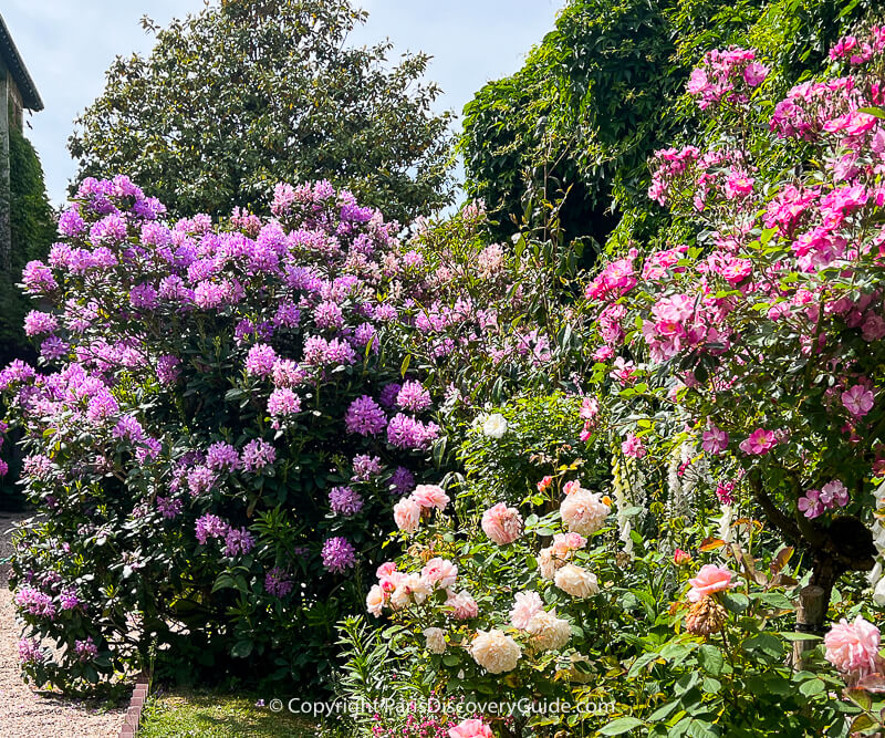 Rhododendrons, roses, and foxglove blooming in May