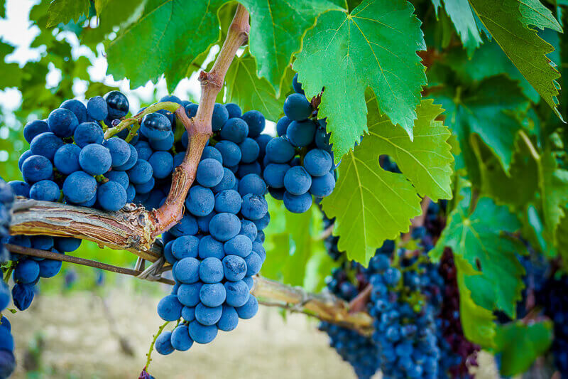 Grapes on the vine - Photo credit: istock.com/repinanatoly