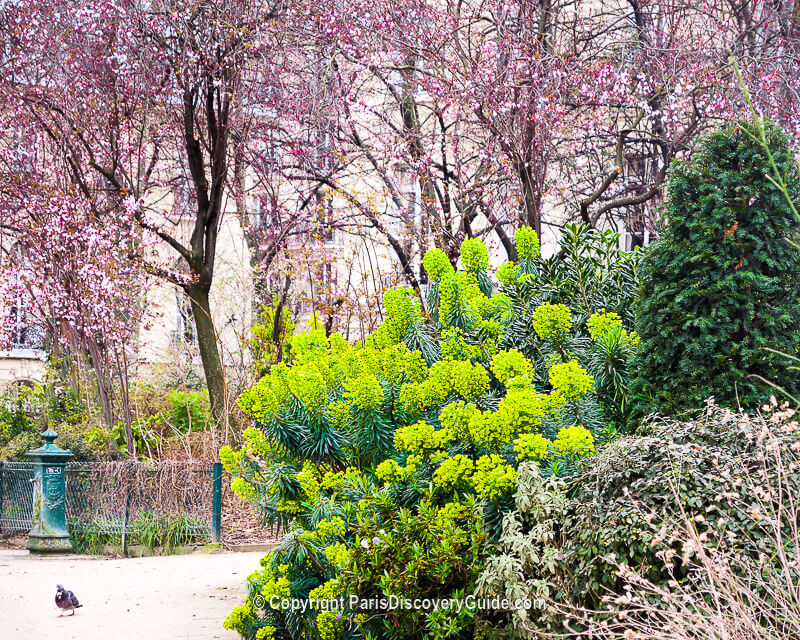 Very green shrub near the Eiffel Tower, photographed last year on St Patrick's Day