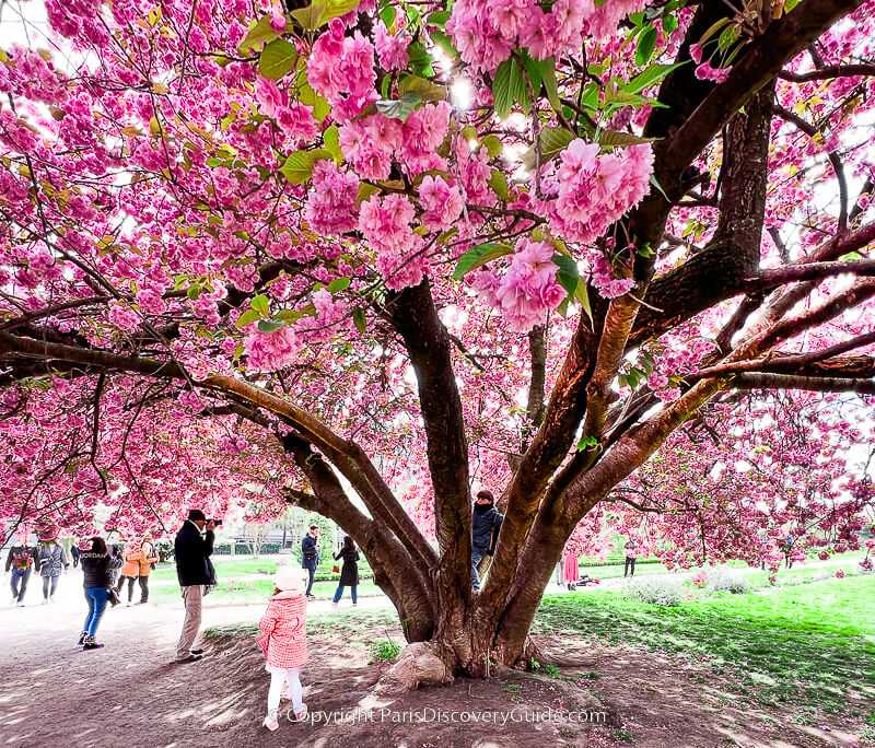 Specimum cherry tree in bloom at Jardin des Plantes in Paris