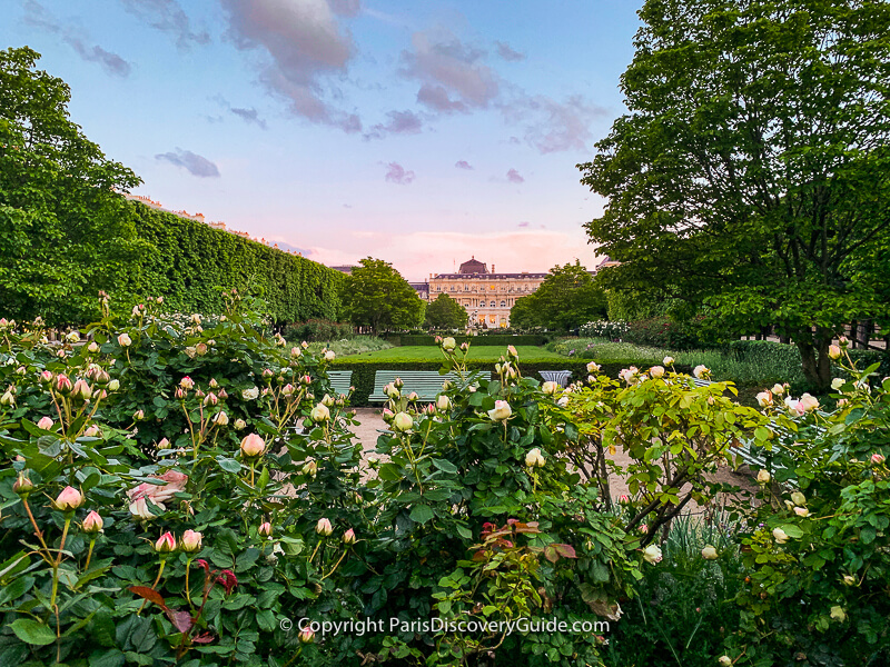 Roses almost ready to burst into bloom in Jardin du Palais Royal 