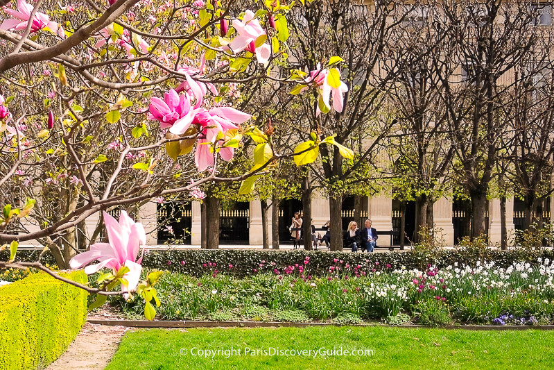 Magnolias and spring bulbs blooming in Palais Royal Garden in Paris in early April