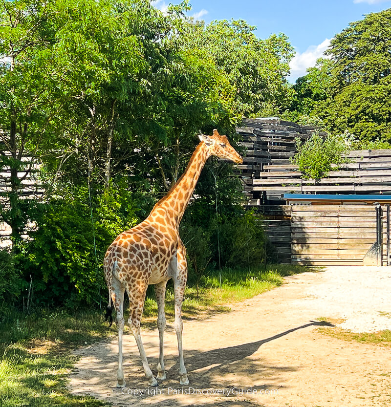 Giraffe at the Vincennes Zoo in Paris's 12th arrondissement