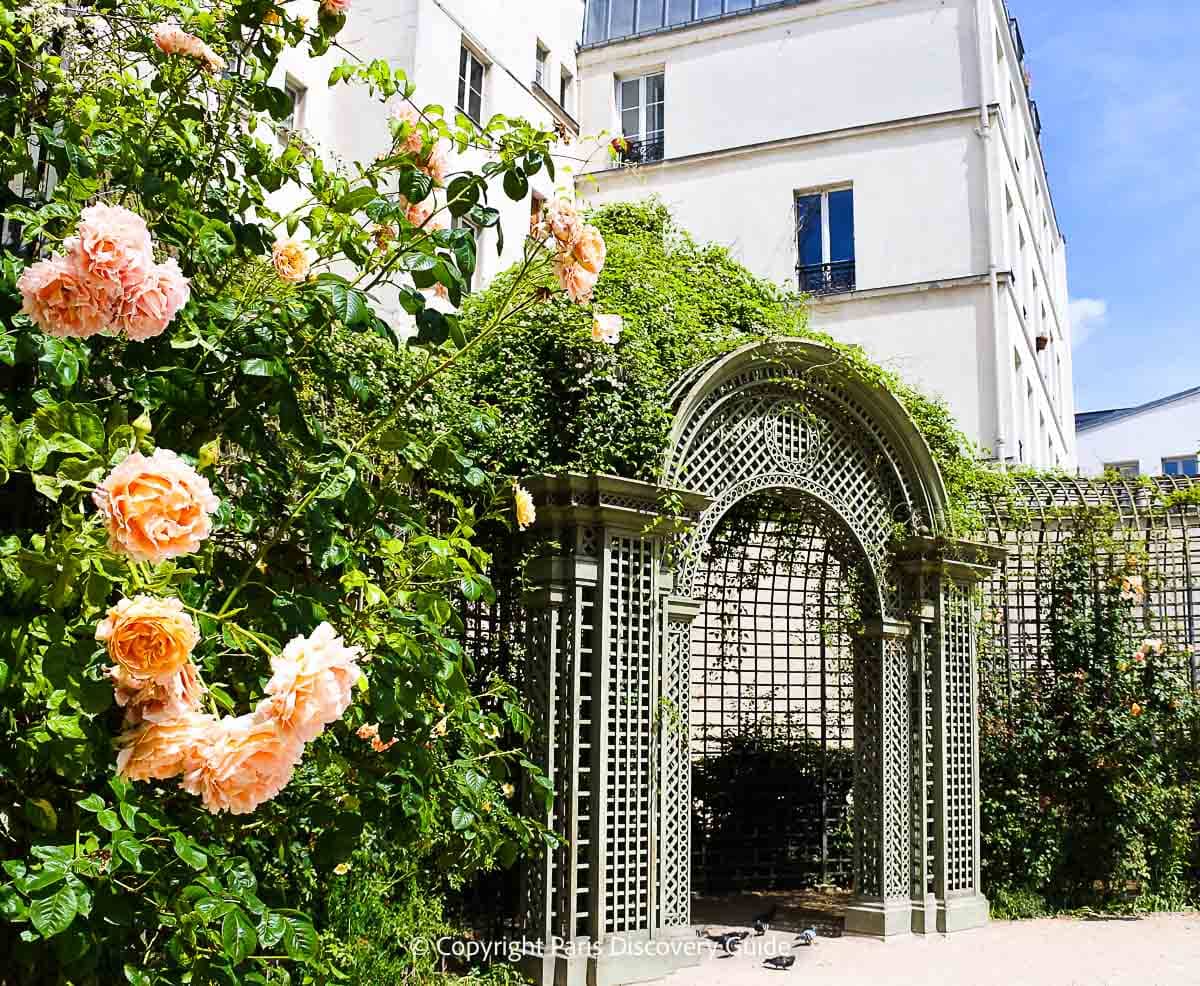 Apricot roses blooming in late June in Jardin du Anne Frank Apricot roses blooming in late June in Jardin du Anne Frank