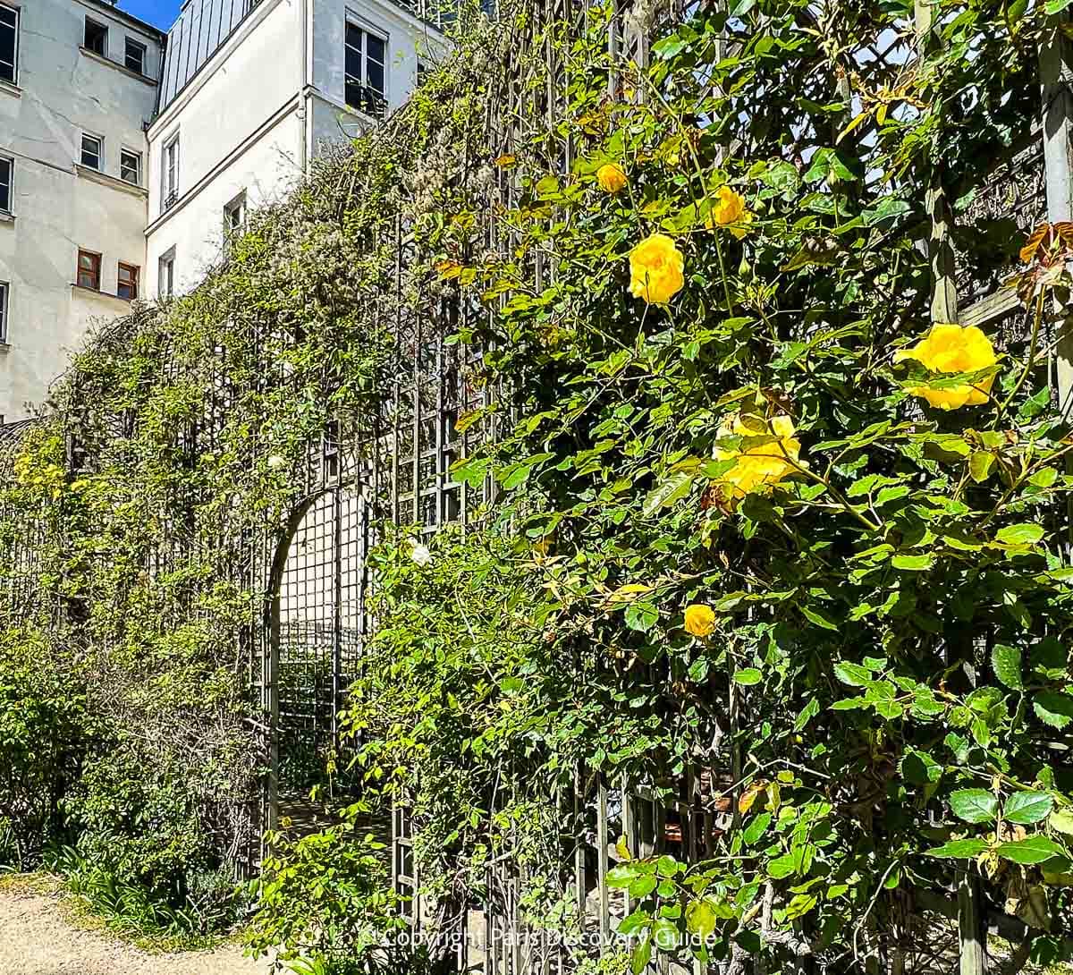 Yellow roses in bloom in early April in Jardin du Anne Frank Yellow roses in bloom in early April in Jardin du Anne Frank