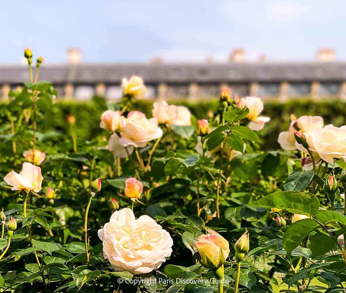 Pale pink roses in Jardin du Palais Royal Pale pink roses in Jardin du Palais Royal