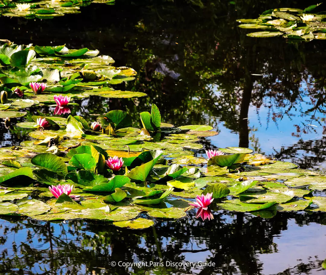 Water lilies blooming in August in Monet's pond at Giverny