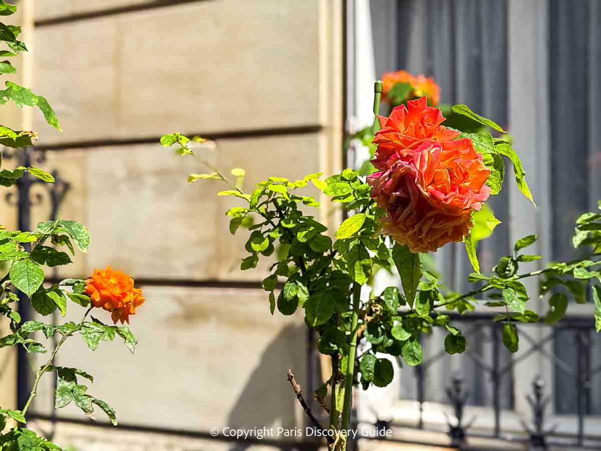 Brilliant orange roses at Cite des Fleurs