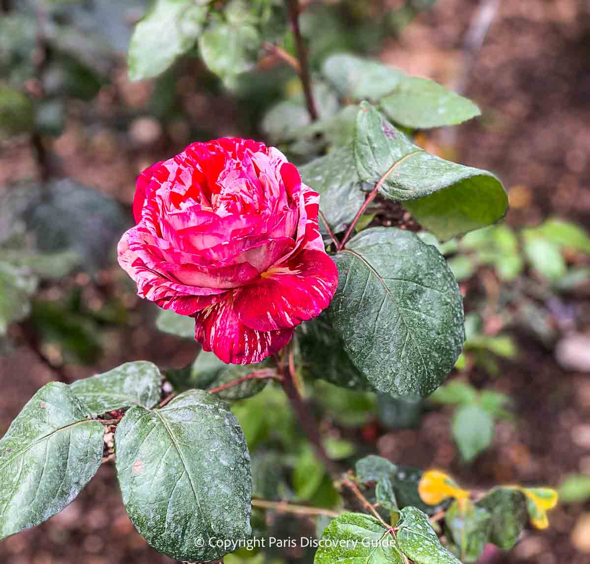 Julio Iglesias tea rose developed in France in 2007 by Meilland