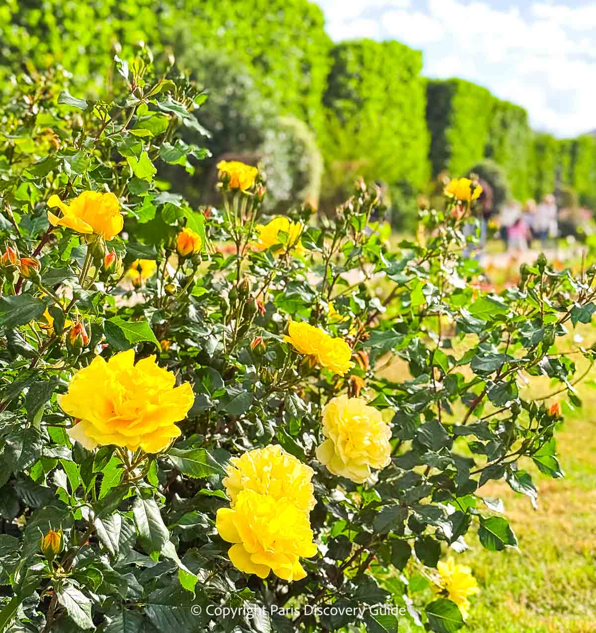 Gorgeous yellow roses backed by a tall hedge in the Jardin des Plantes