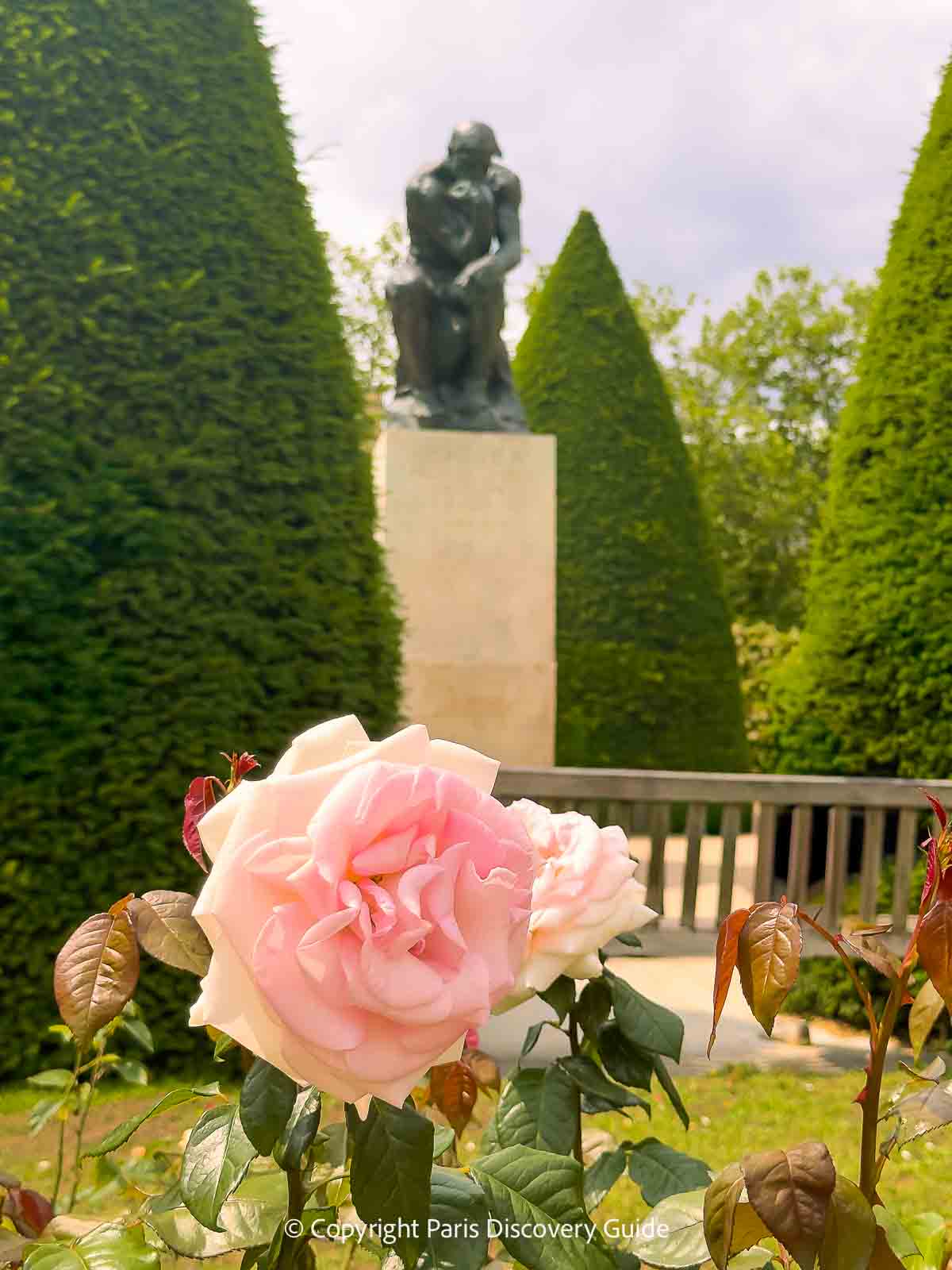 A pink rose, The Thinker, and carefully trimmed yews
