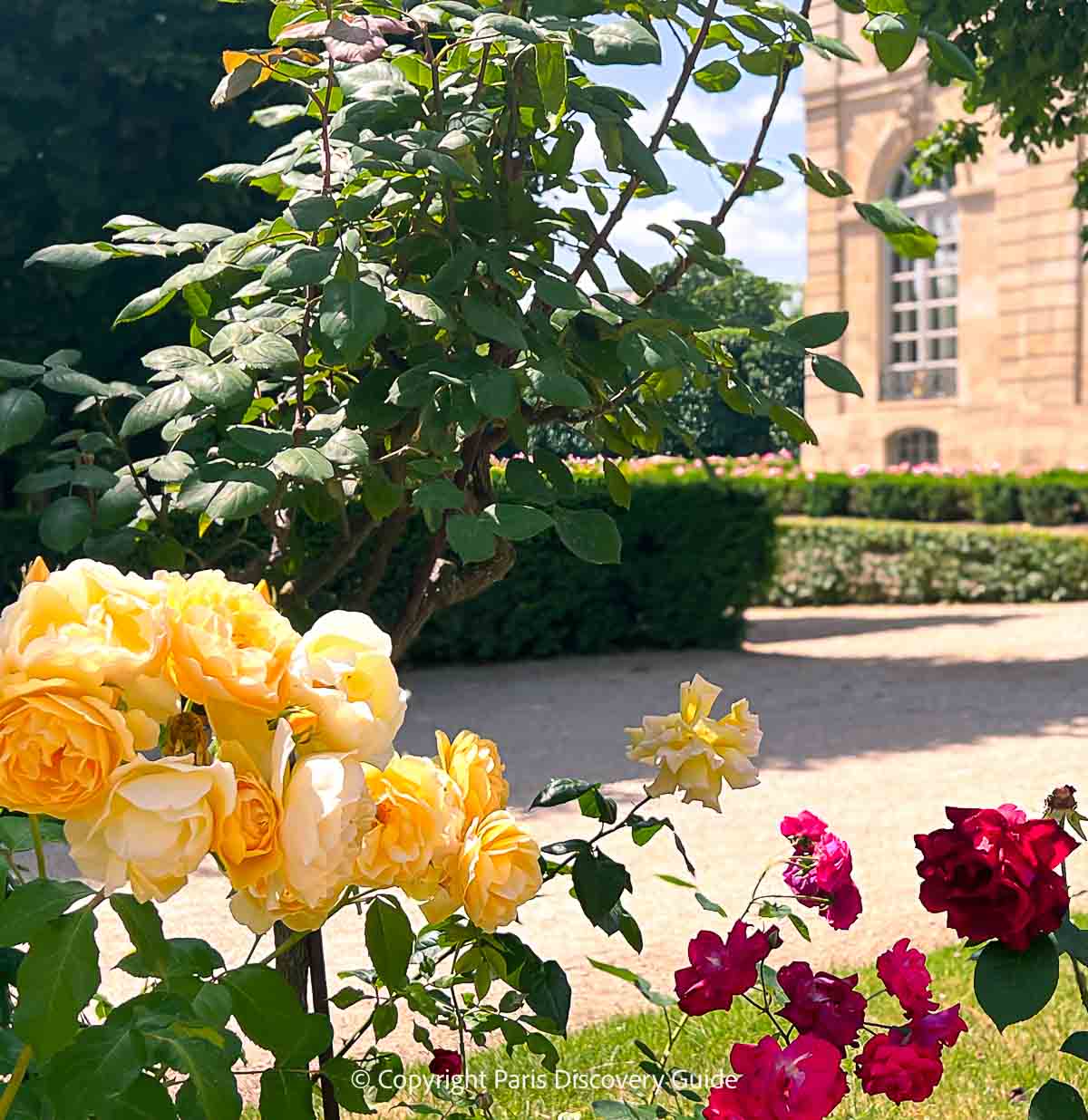 Gorgeous yellow and deep pink roses in the Rodin Museum Garden
