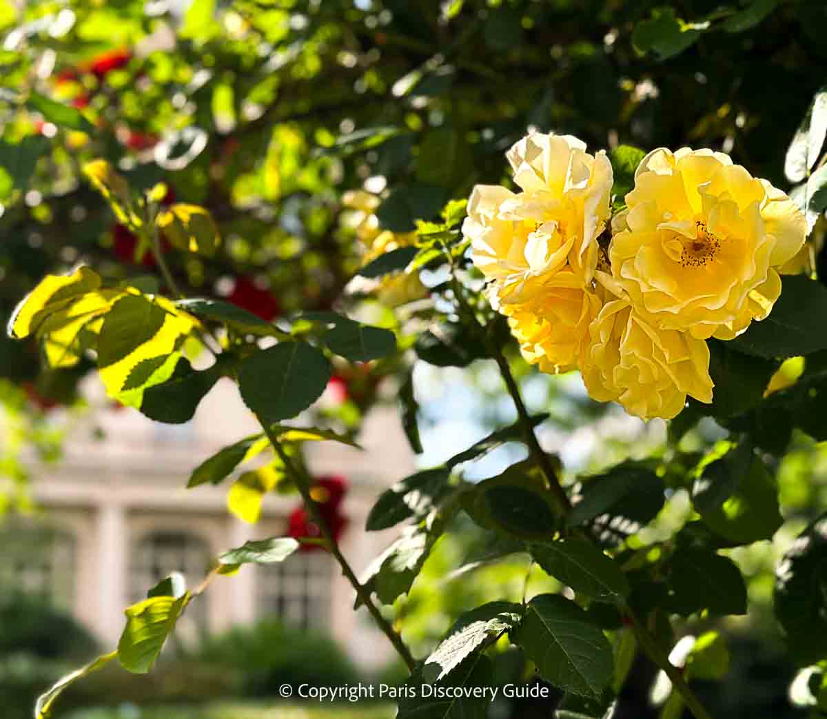 Yellow roses in the Waldorf's rose garden