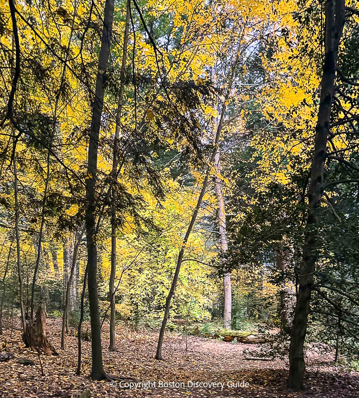 Brilliant orange leaves in the Arnold Arboretum Brilliant orange leaves in the Arnold Arboretum
