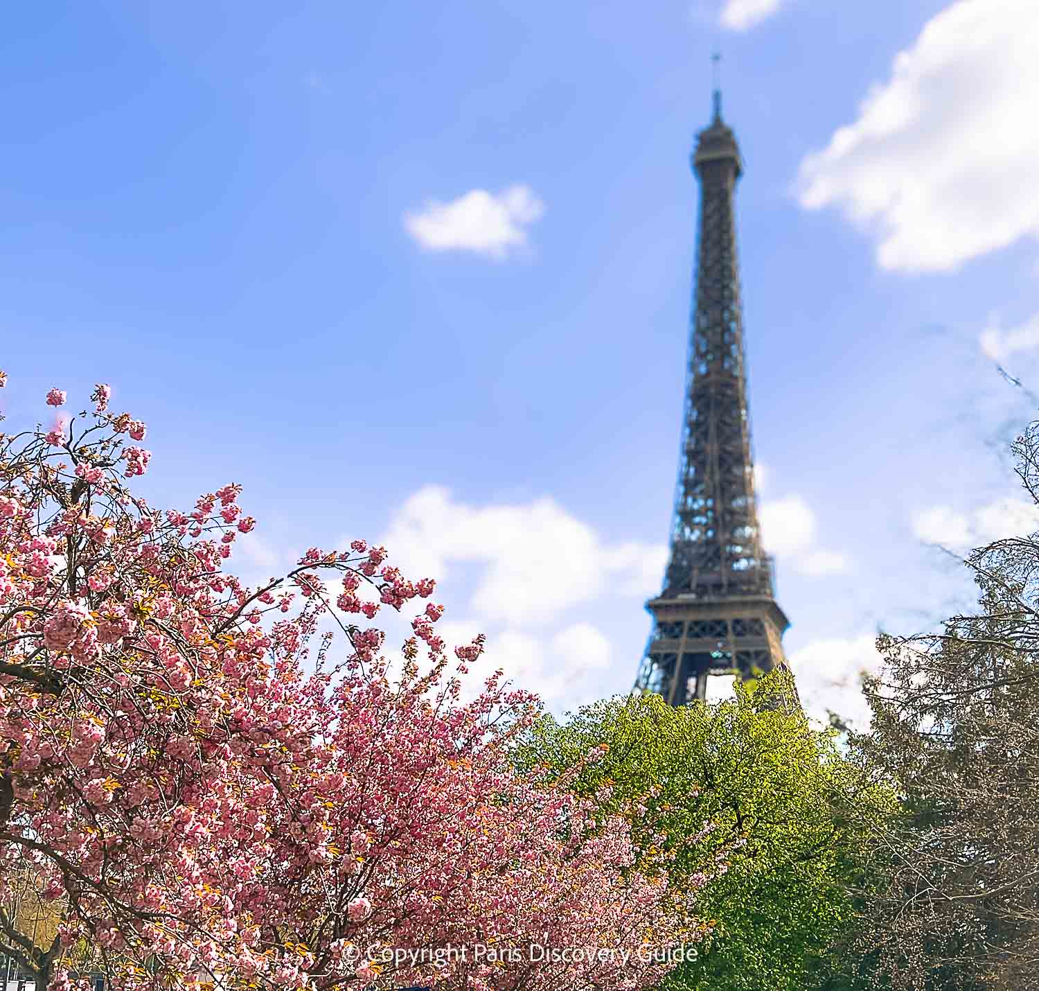 Cherry trees in bloom near the Eiffel Tower Cherry trees in bloom near the Eiffel Tower