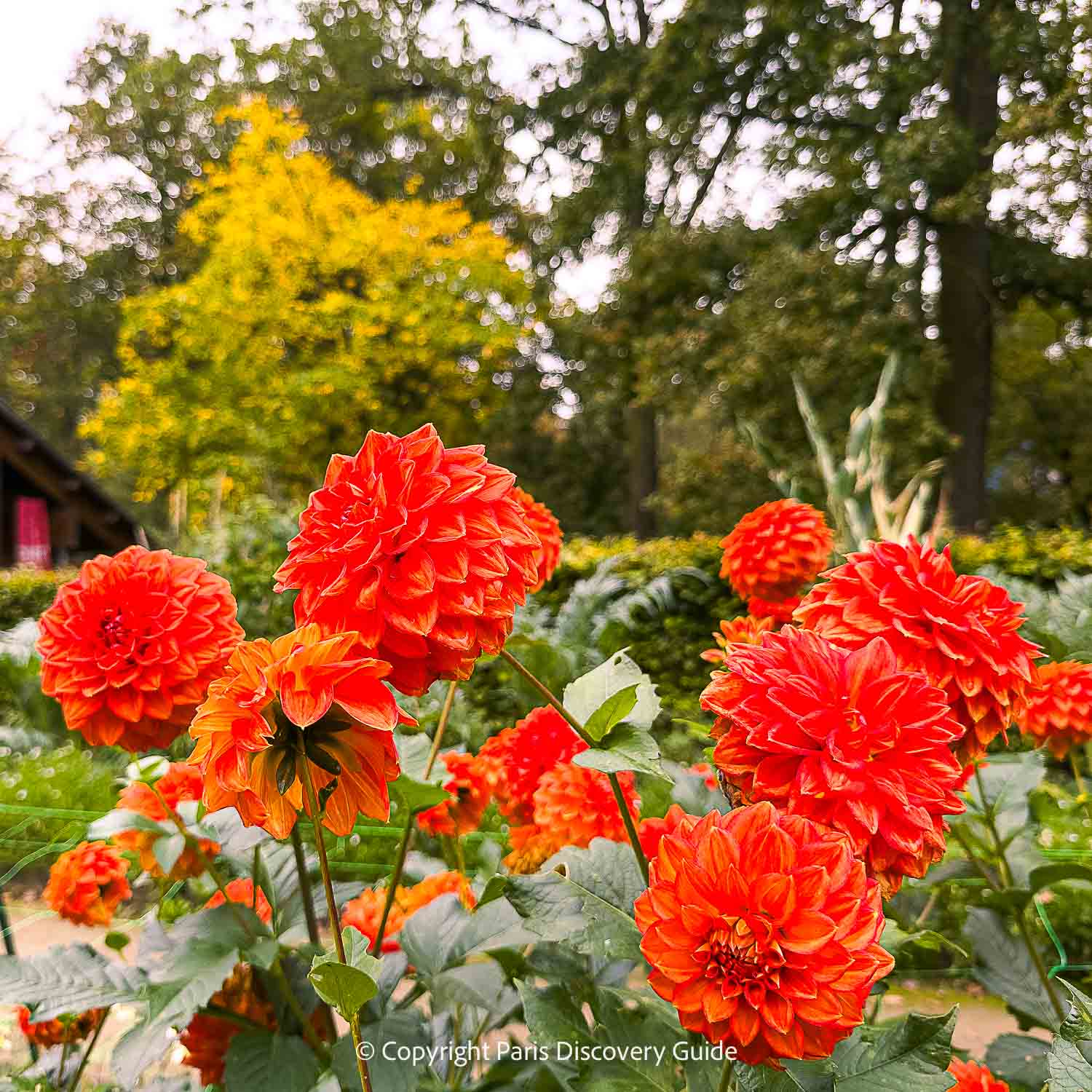 Dahlias in Parc Floral, photographed in late November Dahlias in Parc Floral, photographed in late November