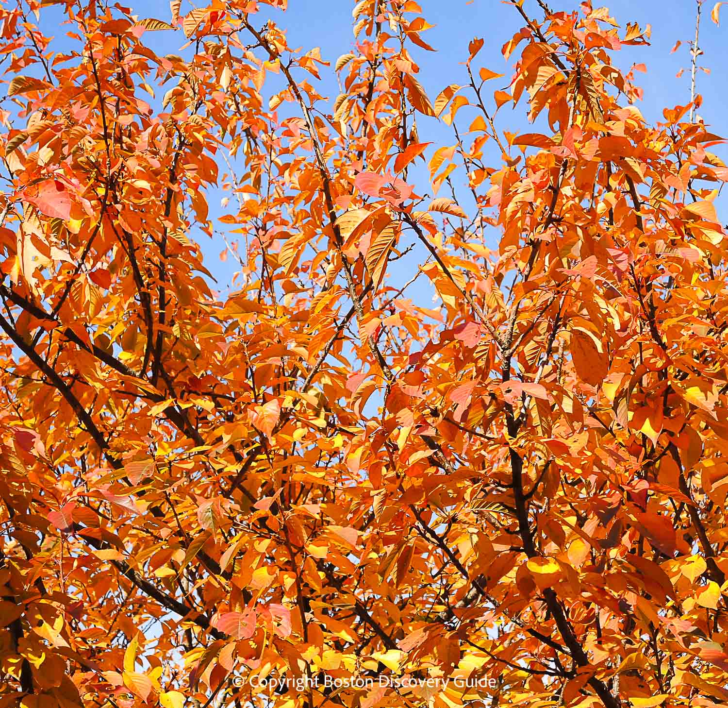 Brilliant orange leaves in the Arnold Arboretum Brilliant orange leaves in the Arnold Arboretum
