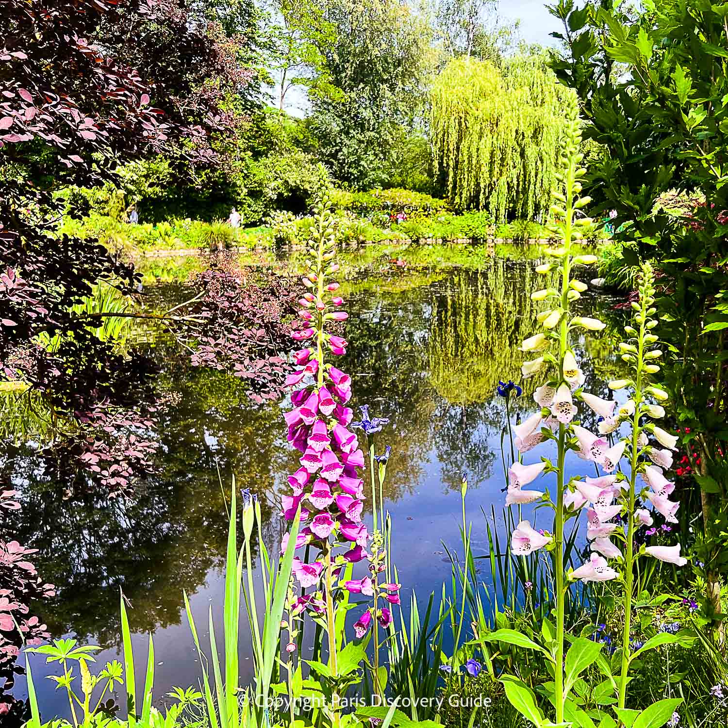 Foxglove blooming in spring next to Monet's pond