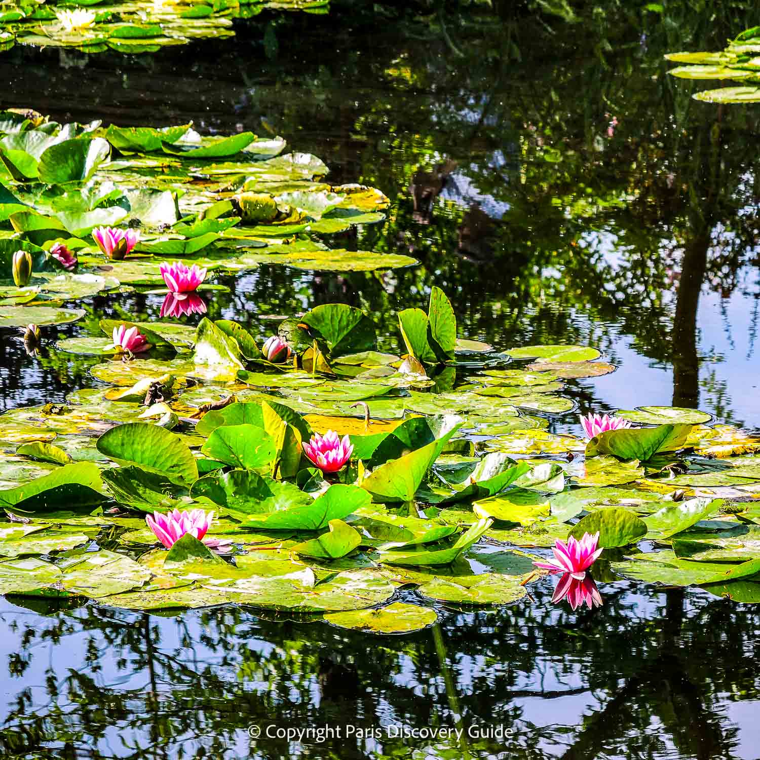 Water lilies blooming in Monet's Japanese garden pond at Giverny