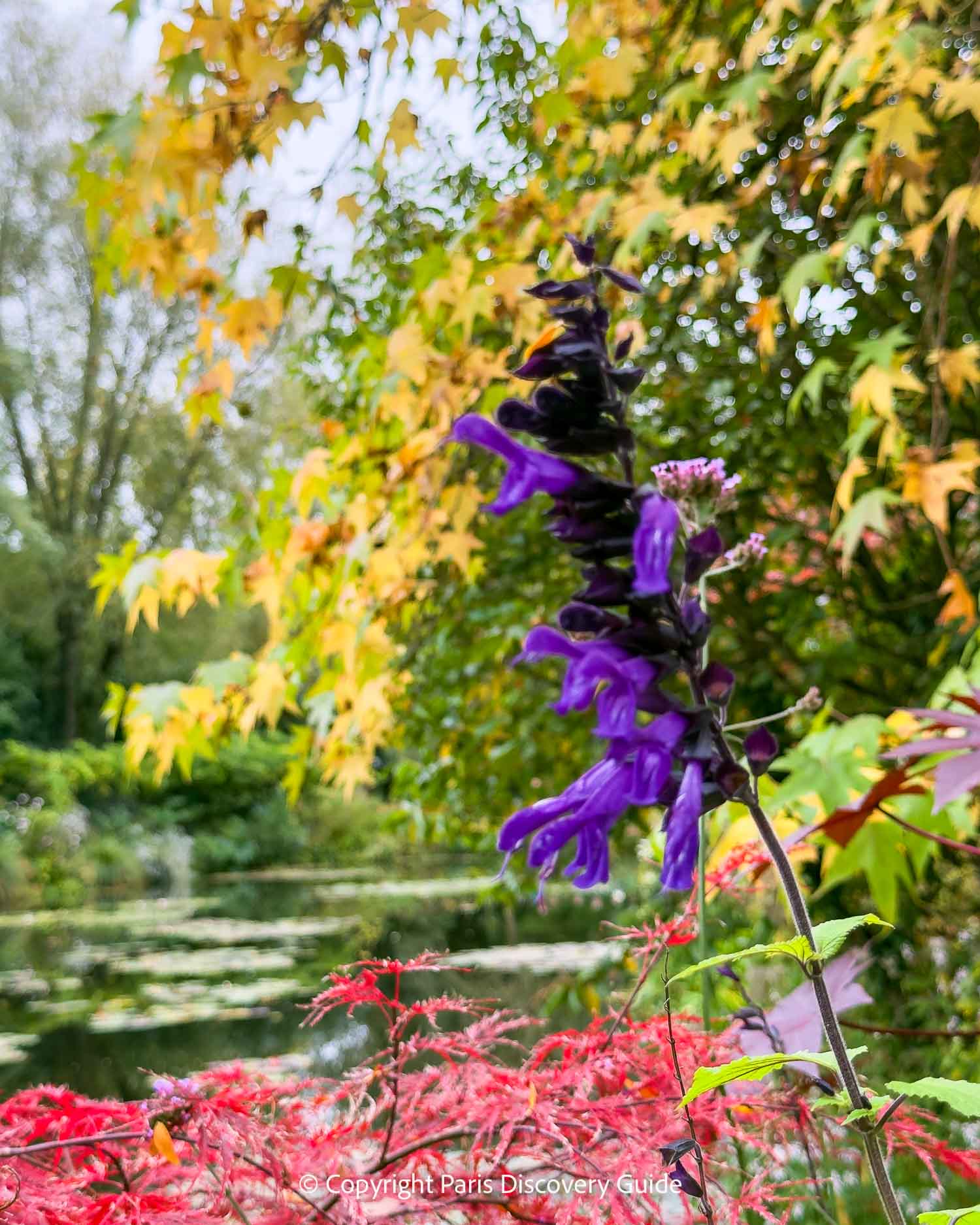 Monet's pond at Giverny in the fall