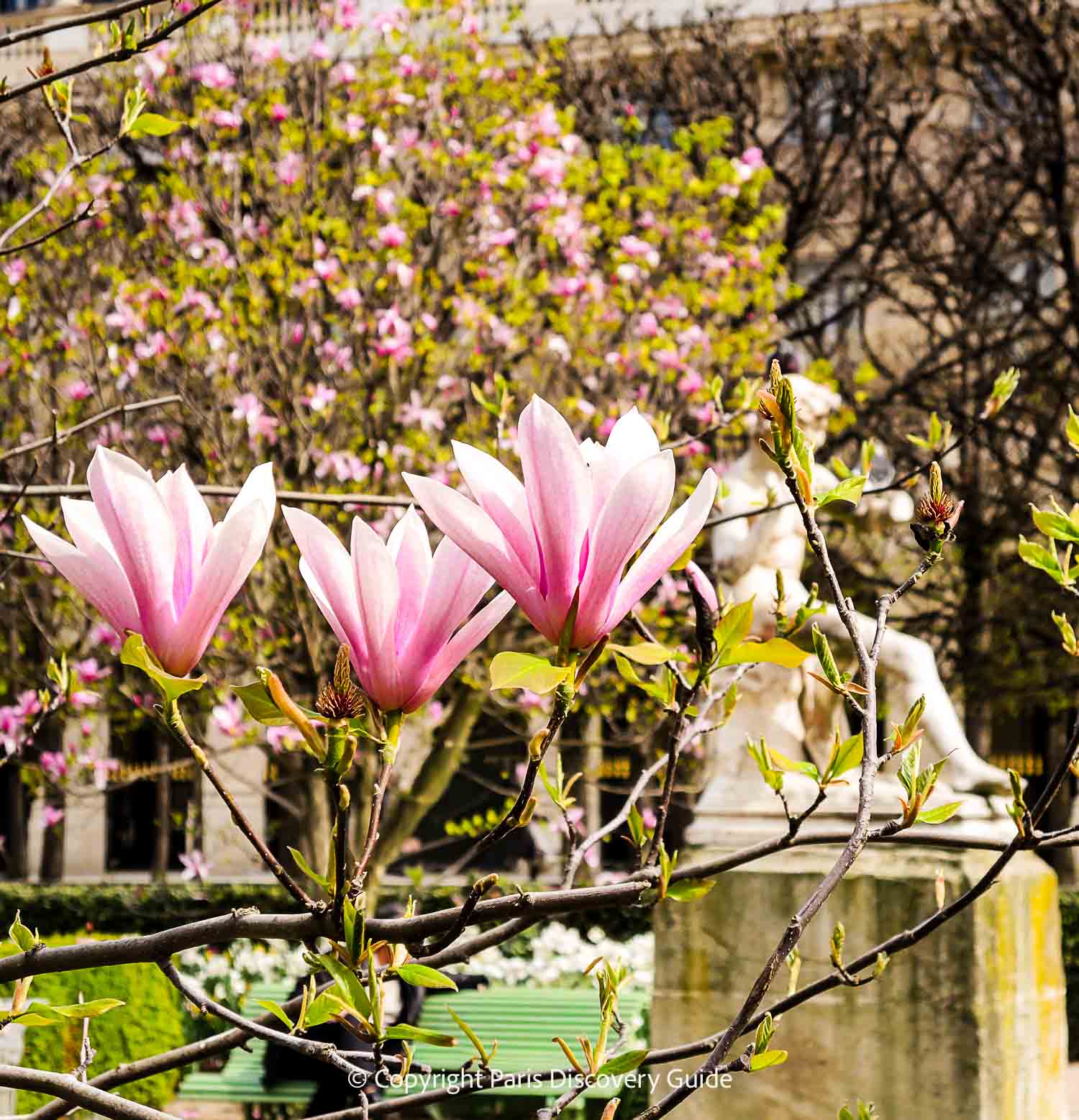 Eiffel Tower view from Palais de Tokyo street-side tables on a gray day in February - but note the blooming flowers!