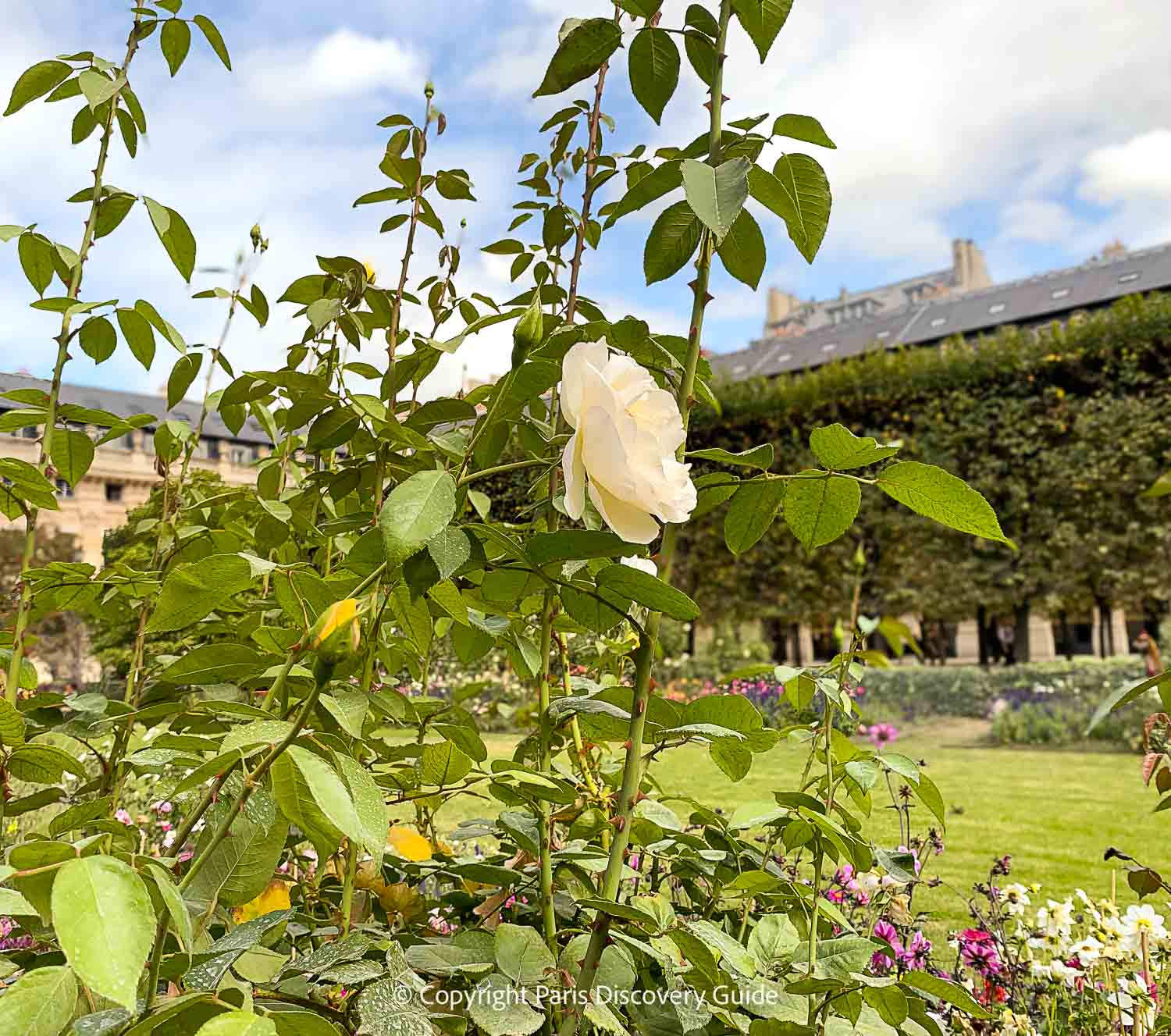 September rose and pink dahlias in the Palais Royal garden September rose and pink dahlias in the Palais Royal garden
