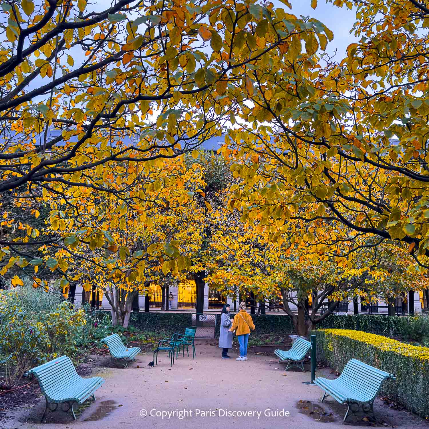 Golden autumn foliage on cherry trees in Jardin du Palais Royal in October