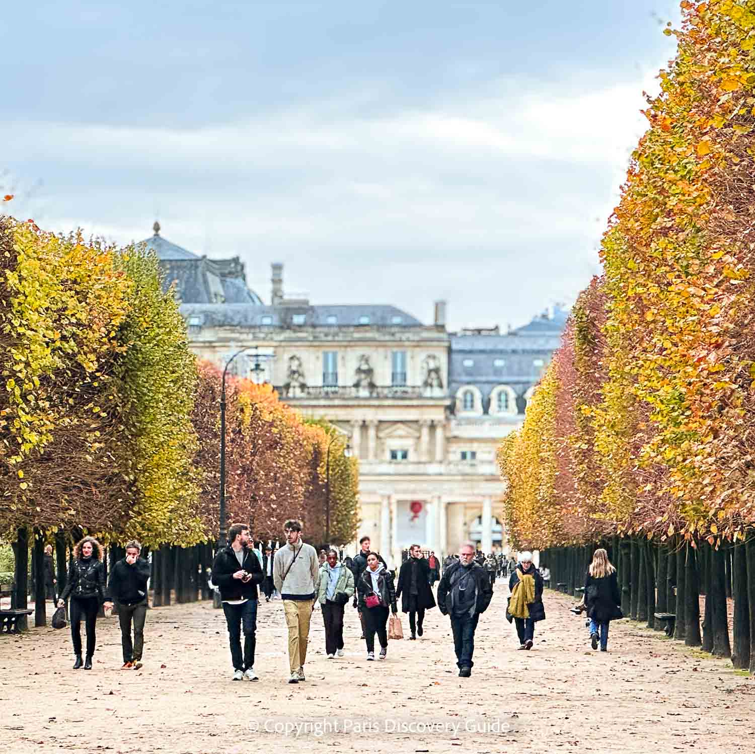 Linden trees, known as lime trees (but not the citrus type) in France, in Jardin du Palais Royal in November